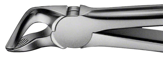 Image of ANATOMICA Zahnzange Figur 31 - UK Prämolaren & Wurzeln