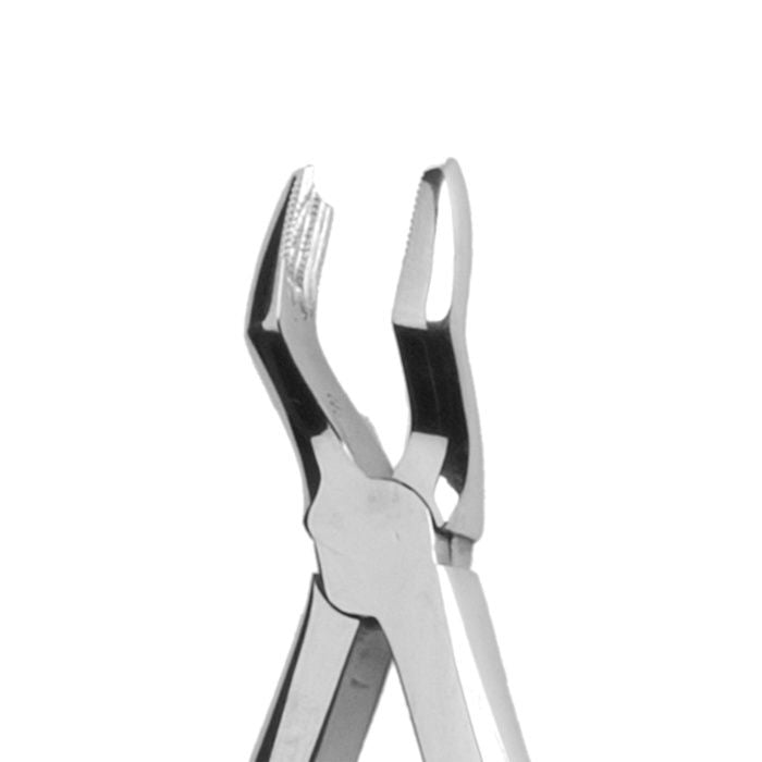 Anatomische Zahnzange für Molaren, KKD® Modell 3B, in Edelstahl.