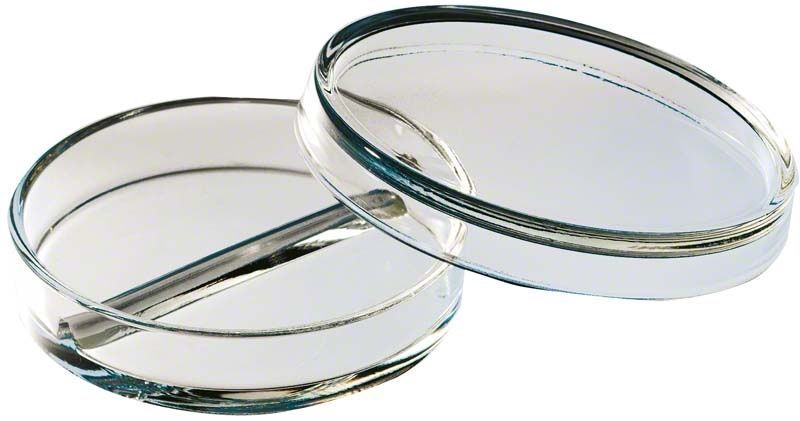Zweigeteilte Petrischale aus klarem Glas für Laboranwendungen.