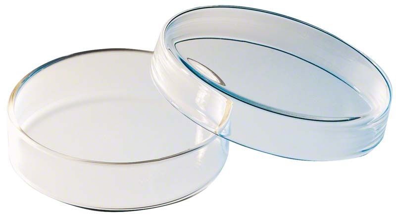 Klarglas-Petrischale ohne Einteilung, 80 mm Durchmesser, auf weißem Hintergrund.