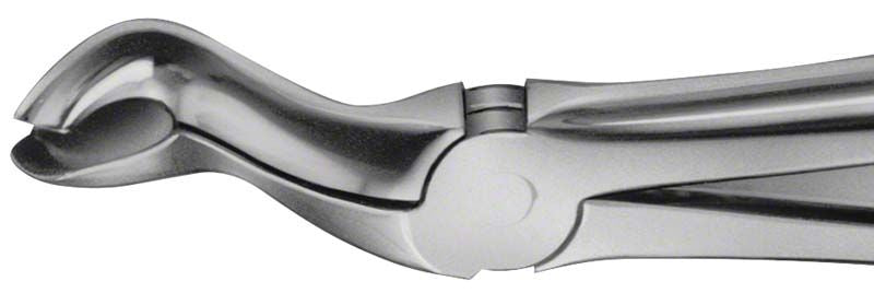 ANATOMICA Zahnzange Figur 121 für Weisheitszähne, Detailansicht der Greiffläche.