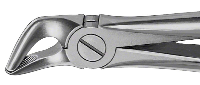 Zahnzange Figur 8 für UK Prämolaren aus Edelstahl.