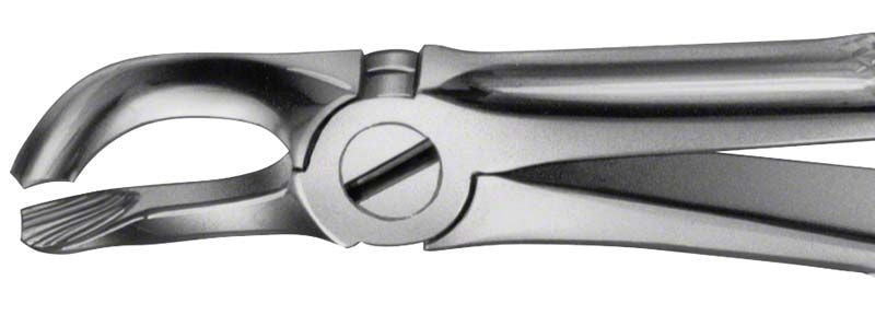 ANATOMICA Zahnzange Figur 79 für Weisheitszähne im Unterkiefer, Detailansicht.