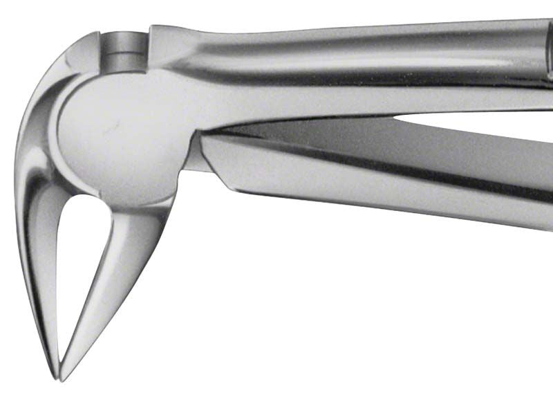 Anatomica Zahnzange für UK Wurzeln, präzise gefertigtes Dentalinstrument.