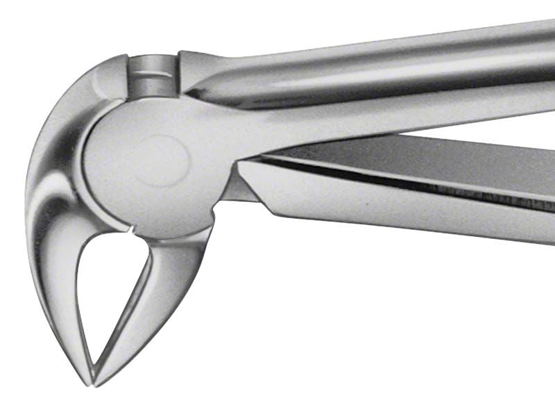 ANATOMICA Zahnzange Figur 33 für UK Schneidezähne und Prämolaren, Nahaufnahme.