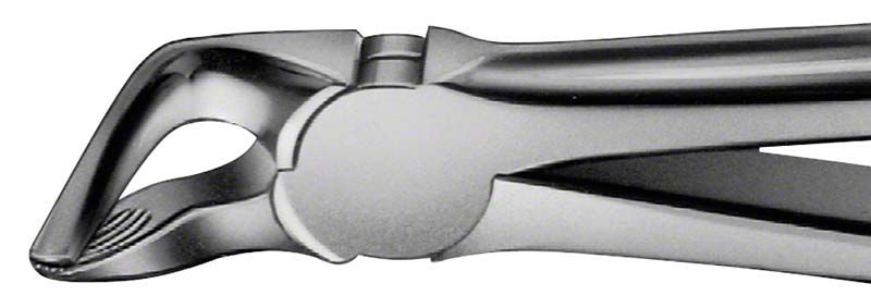 ANATOMICA Zahnzange Figur 31 für UK Prämolaren und Wurzeln in Nahaufnahme