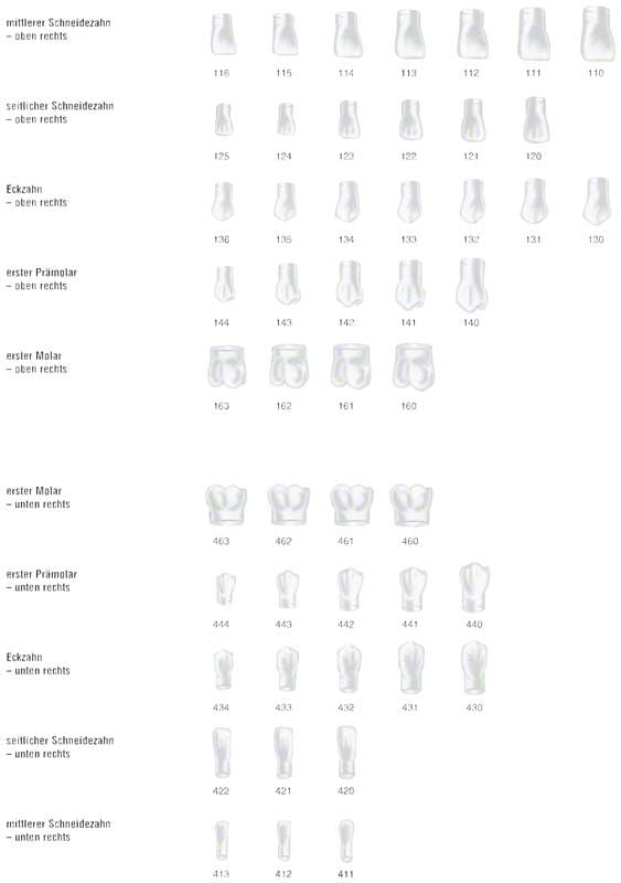 Zahnkronenformen für temporäre dentalmedizinische Anwendungen, sortiert nach Position und Nummer.