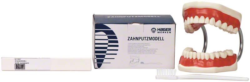 Vergrößertes Zahnputzmodell mit großer Zahnbürste und Verpackung.